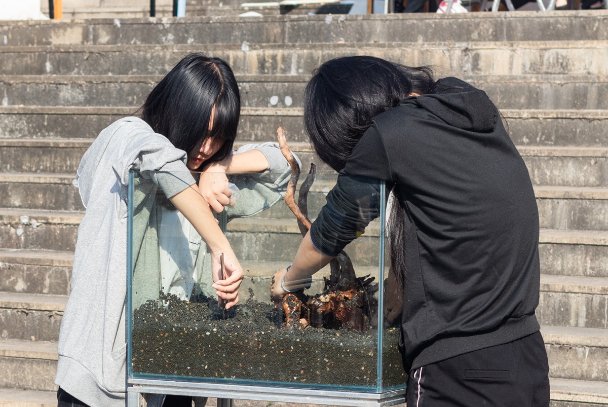 jxf吉祥官网总站同学共同协作进行水族造景大赛（学通社记者 吴奕彤 摄）